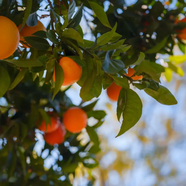 patrimoine -maison mastrorelli
